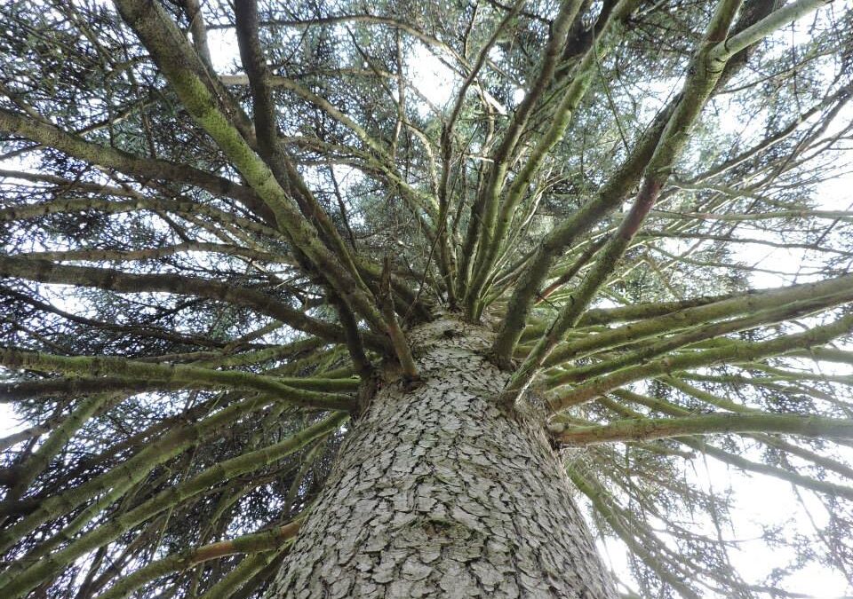 Il nostro albero monumentale (Abies pinsapo)